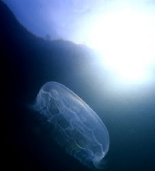 Jellyfish lake- Palau by David Spiel 